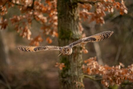 Hunter look. Long-eared owl flying on sunny day.