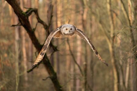 Siberian eagle owl fyling in the forest in sunny day. Bubo bubo sibiricusの写真素材