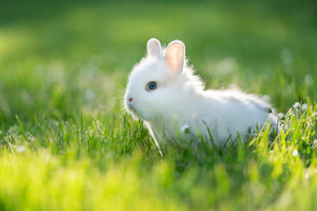 Portrait of white baby rabbit with blue eyes