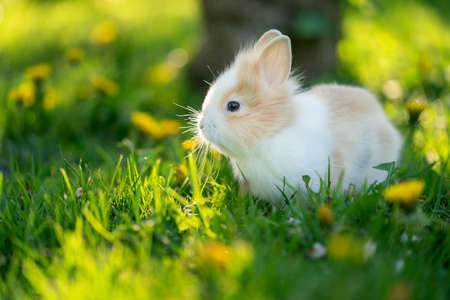 Spotted rabbit in sunlight at the green grass on the garden