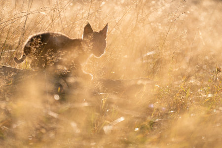 Cute small lynx cub in the morning yellow sunlight in the grass. Focused small baby animal.の写真素材