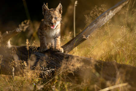 Small lynx cub with open mouth and tongue out looking ahead to the camera.の写真素材