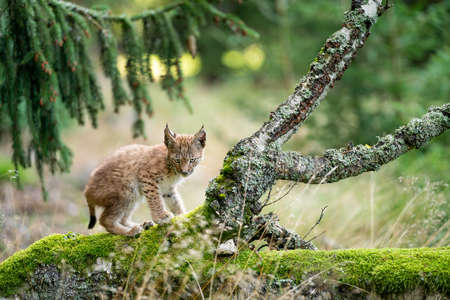 Small lynx cub standing on a fallen mossy tree in the forest.の写真素材