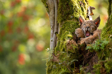 Yawwning cute small lynx cub in a mossy tree with red furits tree in the background.の写真素材