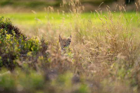 Lynx cub hidden in the high yellow grass. Head sticking out of the grassの写真素材