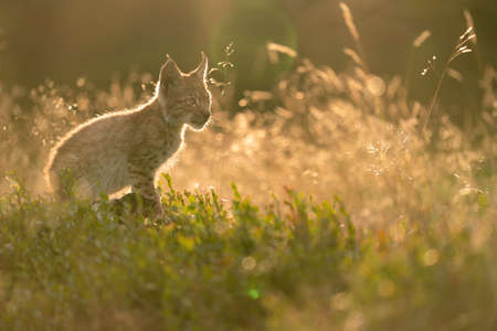 Lynx cub sitting from profile side in tall grass in the golden light of the sunset.の写真素材