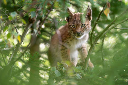 Small lynx cub is hidding in a tree branches.の写真素材
