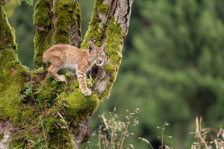 Lynx cub standing on a mossy tree trunk with blurred forest on a background. Lynx lynx.の写真素材