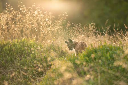 Dreamy photo of a young lynx in the grass under golden light with tall grass in the backgroundの写真素材