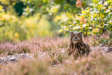 Euroasian eagle owl sitting in heather on rocky ground on a sunny autumn dayの写真素材