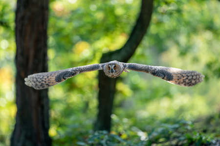 Long-eared owl flying in green forest. Owl with spreaded wings above green land. Asio altus.の写真素材