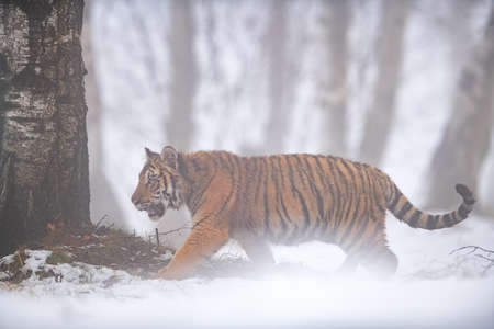 Siberian tiger walking in foggy weather through the forest landscapeの写真素材