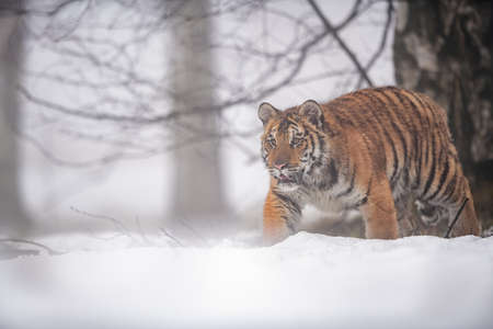 Siberian tiger in the winter focusing to the prey. Winter season.の写真素材