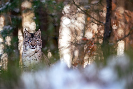 Lynx hidden in the forest with backlight between the trees. Predator in his natural habitat.の写真素材