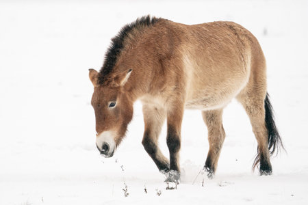 Dzungarian horse walking on the snow. Mongolia Przewalskis Horse in cold weather in nature habitat in Mongolia. Wildlife in Mongolia. Equus ferus przewalskii.の写真素材