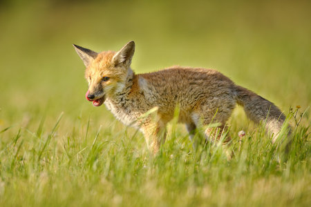 A licking fox cub on green grass on a sunny spring day