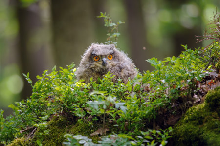 Young eurasian eagle-owl in blueberry patch inside forest on sunny day. Fluffy cute animal. Bubo...