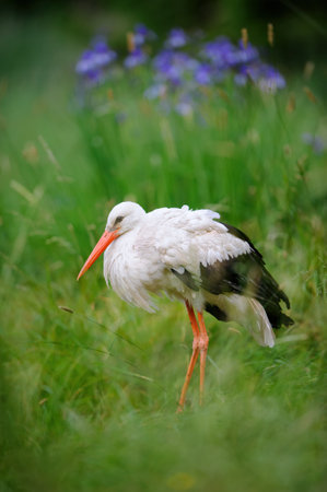 White stork standing in meadow with blue flowers in background. Fairy tale style.の写真素材