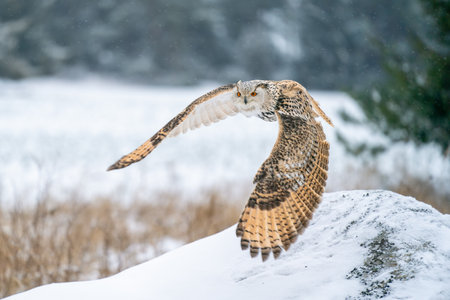 Siberian Eagle Owl flying from right to the left. Closeup photo of the owl with spread wings. Animal winter theme. Bubo bubo sibircusの写真素材