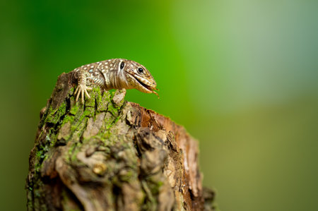 Ocellated lizard on Tree Stump in with blurred backgroundの写真素材