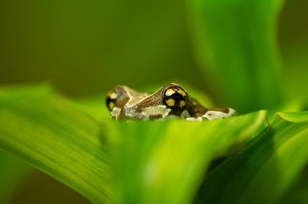 Mission golden-eyed tree frog hiddin in the leaves in her natural jungle habitat