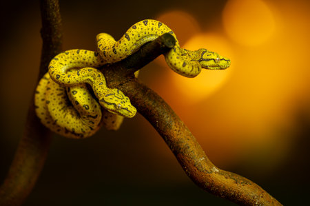 Striking Yellow Snake Coiled on Tree Branch at Sunset Morelia viridis.の写真素材