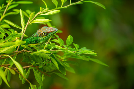 Green Lizard Among Vibrant Leaves with copy space on right side.の写真素材