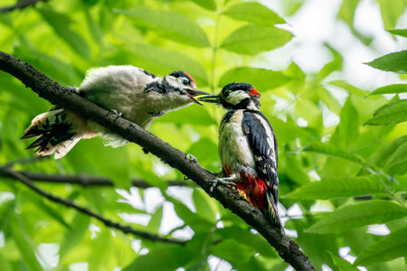 Two Woodpeckers Perched on a Branch in Lush Greenery. Parent feeding his child.の写真素材
