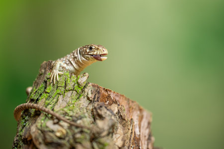 Ocellated lizard eating bug on Tree Stump in Natural Habitat Close-Upの写真素材