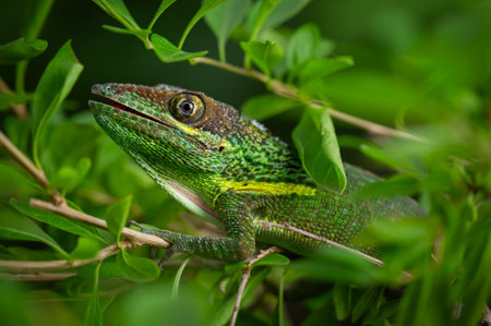 Close-Up of Green Lizard Among Vibrant Leavesの写真素材