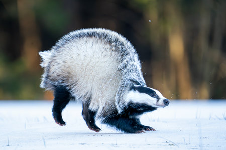 European Badger Running Across Snow in Its Natural Forest Habitat. Meles melesの写真素材