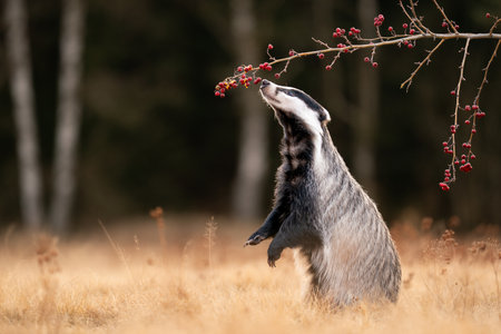 European Badger Stretches Towards Branch With Red Berries in Natural Habitat. Meles melesの写真素材