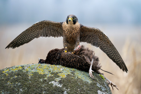 Peregrine Falcon with Prey Standing on Mossy Rock in Natural Habitatの写真素材