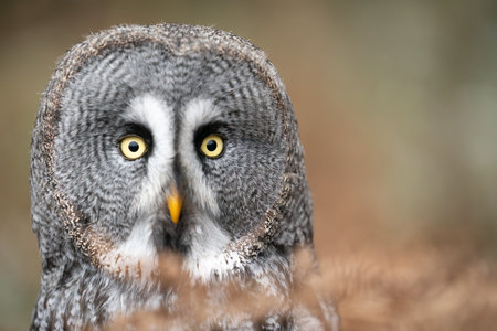 Close-Up View of a Great Grey Owl With Intense Yellow Eyes. Owl portraitの写真素材