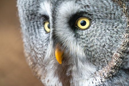 Close-Up of a Great Gray Owl With Intense Stare and Detailed Feathersの写真素材