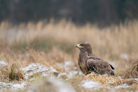 Steppe Eagle in a Grass Field with Snow in Its Natural Habitat