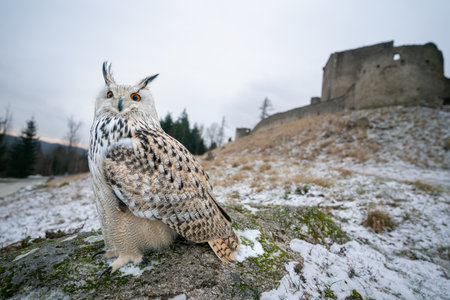 Eurasian Eagle-Owl in Snowy Landscape with Old Castle in Backgroundの写真素材