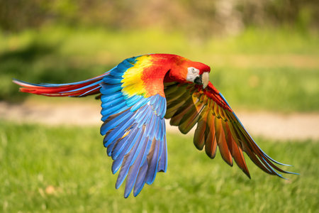 Vibrant Scarlet Macaw Flying Gracefully in a Green Tropical Background