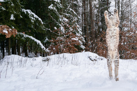 Lynx standing on its hind legs. Lynx standing upright. Wild Lynx Standing on Snow in a Forest During...