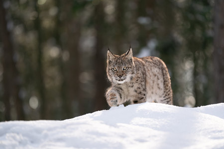Wild Lynx in Winter Forest Snowy Landscape in Natural Habitat