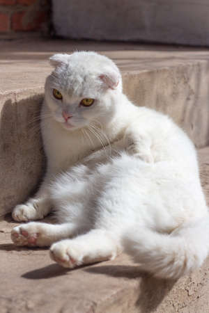 white Scottish fold domestic cat lies in the sun on the steps in front of the houseの写真素材