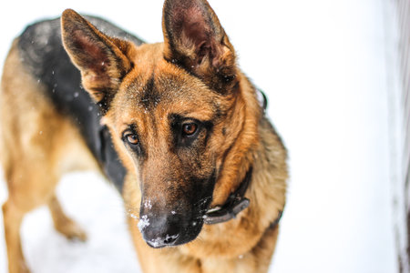 portrait of a young beautiful german shepherd girl with a smart look to the side against a...