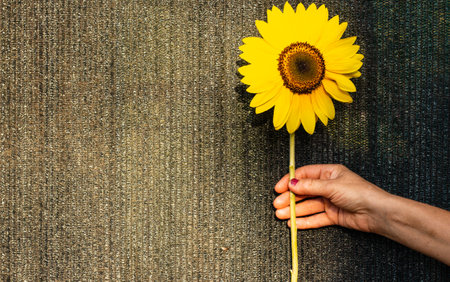 Yellow bright sunflower in the hand of a woman who holds it on a blank backgroundの写真素材