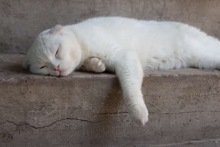 White fold cat sleeps sweetly on the steps of the house