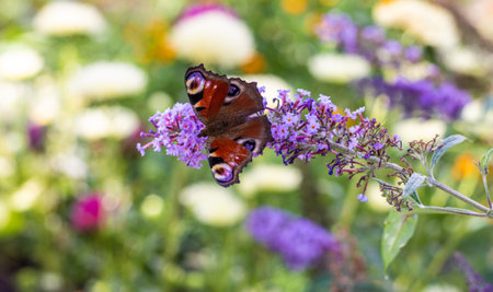 Butterfly on a purple flower in the garden macro photography. Insect nature close up summerの写真素材