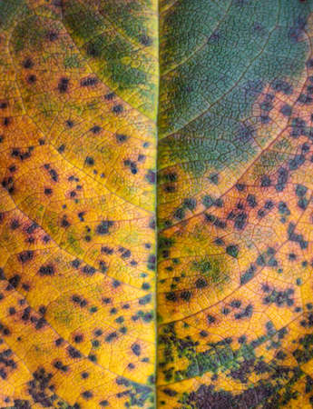 Autumn yellowed leaf close up as texture background. Macro shot of a beautiful tree leafの写真素材