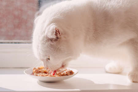 White Scottish fold cat eats cat food in a plate on a white windowsillの写真素材