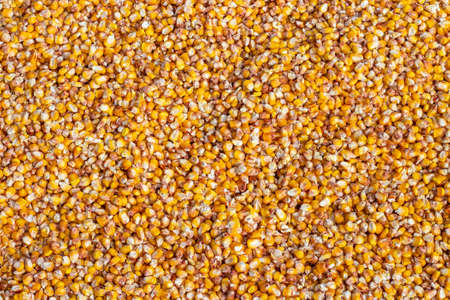 Bulk corn kernels. Peeled yellow corn dried in the sun backgroundの写真素材