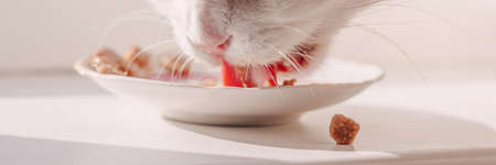 A white cat eats from a white plate cat food canned food licking a plate with his tongue on a white backgroundの写真素材