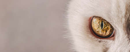 Eye of a white cat close-up with space for textの写真素材